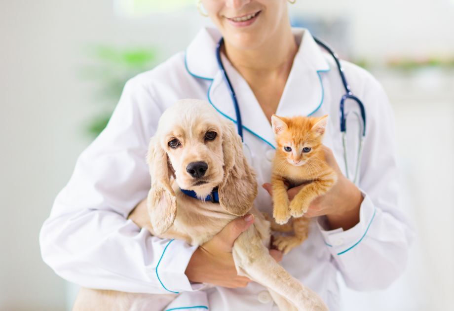 Puppy and kitten with a vet